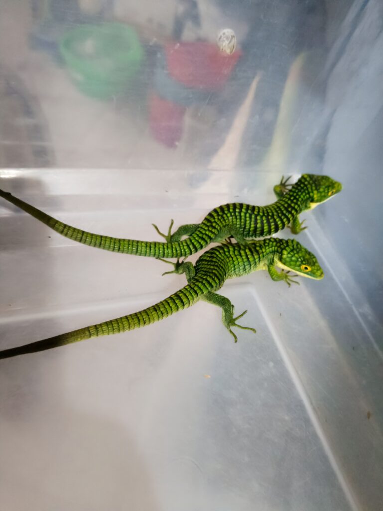 Profepa frustra tráfico de 13 dragones mexicanos que serían enviados ilegalmente a Hong Kong Profepa frustra tráfico de 13 dragones mexicanos que serían enviados ilegalmente a Hong Kong