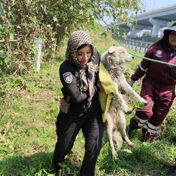 Rescatan a perro atrapado en un canal de aguas negras en Ecatepec; ya tiene nuevo hogar