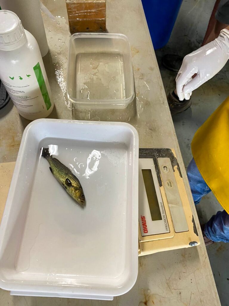 Microplásticos se acumulan en branquias e intestinos de totoaba y provocan alteraciones digestivas Microplásticos se acumulan en branquias e intestinos de totoaba y provocan alteraciones digestivas