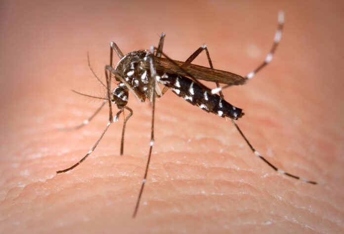 Día Mundial del Mosquito: alertan por dengue, malaria y otras enfermedades que afectan a millones de personas