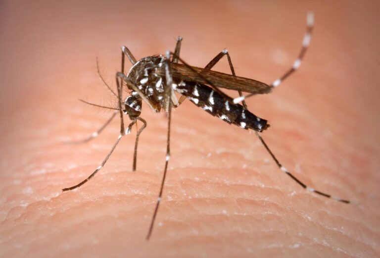 Día Mundial del Mosquito: alertan por dengue, malaria y otras enfermedades que afectan a millones de personas Día Mundial del Mosquito: alertan por dengue, malaria y otras enfermedades que afectan a millones de personas