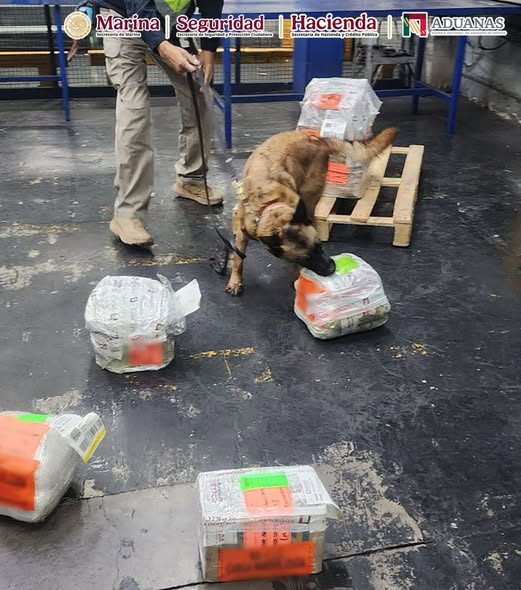 Detectan ocho kilos de polvo de hojas de coca ocultos en suplementos alimenticios en el AICM