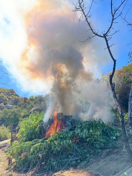 Marina destruye 76.6 millones de plantas y neutraliza 131 laboratorios clandestinos