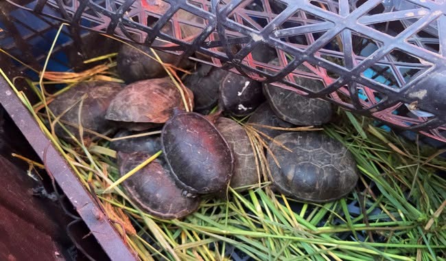 Aseguran 75 tarántulas y 20 tortugas transportadas en un autobús en Chihuahua