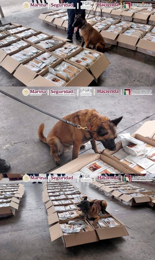 Detectan en el AICM más de una tonelada de presunta cocaína en cargamento declarado como café