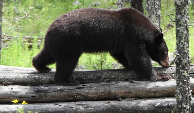 Liberan en Chihuahua a Ba’wi, oso negro rescatado tras incendios forestales