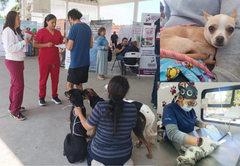 Tecámac lleva esterilización gratuita de mascotas a 18 comunidades durante septiembre