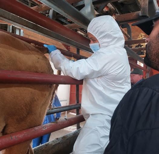 Descartan fiebre aftosa en becerro de Sonora; confirman estomatitis papular bovina