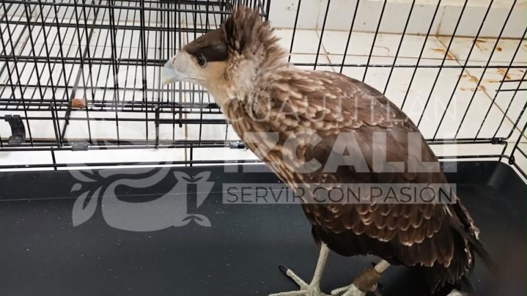 Rescatan un aguililla roja y un caracará juvenil en Cuautitlán Izcalli