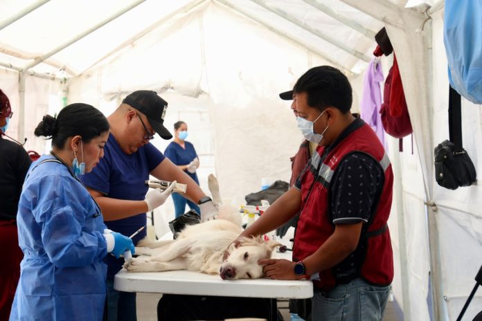 Tlalnepantla supera 16 mil servicios veterinarios; esterilizaciones encabezan acciones de bienestar animal