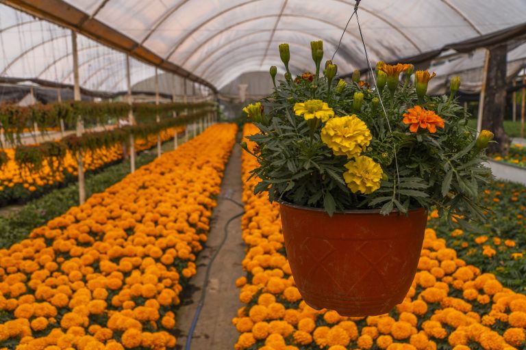 Cempasúchil dejaría 40 millones de pesos a productores de CDMX este 2026