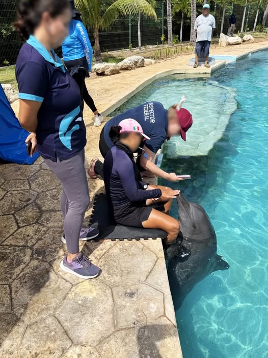 Nueve delfines siguen con padecimientos en Cancún; Profepa evalúa reubicar a seis