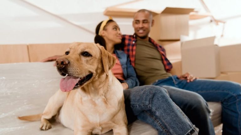 México destaca en adopción de mascotas: 56% ha adoptado en albergues