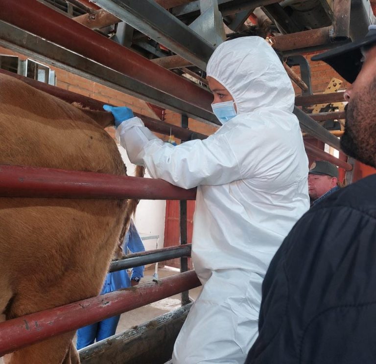 Descartan fiebre aftosa en becerro de Sonora; confirman estomatitis papular bovina Descartan fiebre aftosa en becerro de Sonora; confirman estomatitis papular bovina