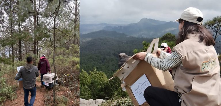 Regresan 33 animales silvestres a su hábitat en el Cerro de las Navajas, Hidalgo