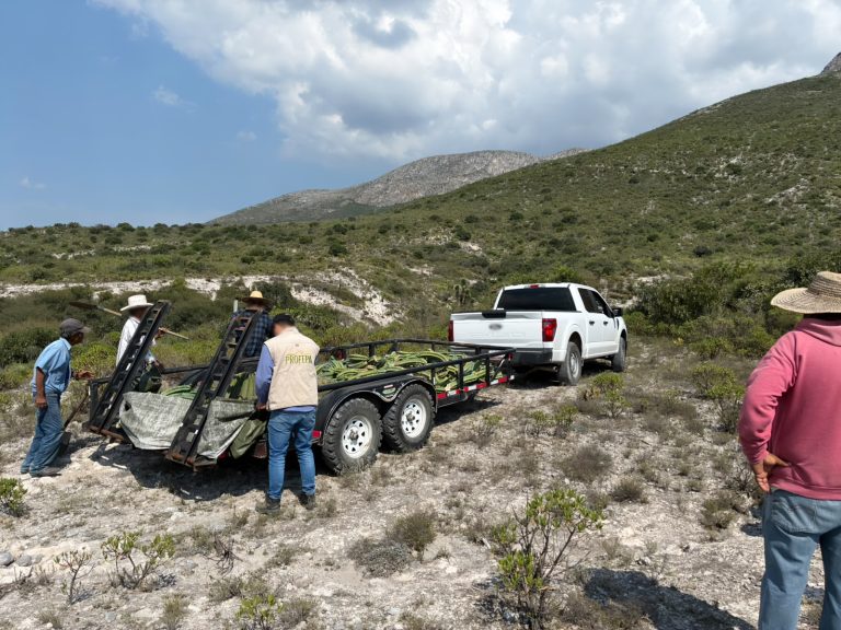 Infractores restituyen 165 cactáceas extraídas ilegalmente en Hidalgo