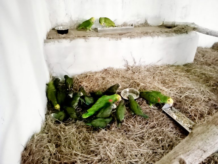 México repatria 26 loros víctimas de tráfico internacional; permanecerán en cuarentena