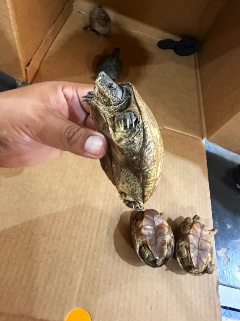 Hallan cinco tortugas ocultas en calcetines dentro de un paquete con destino a Malasia