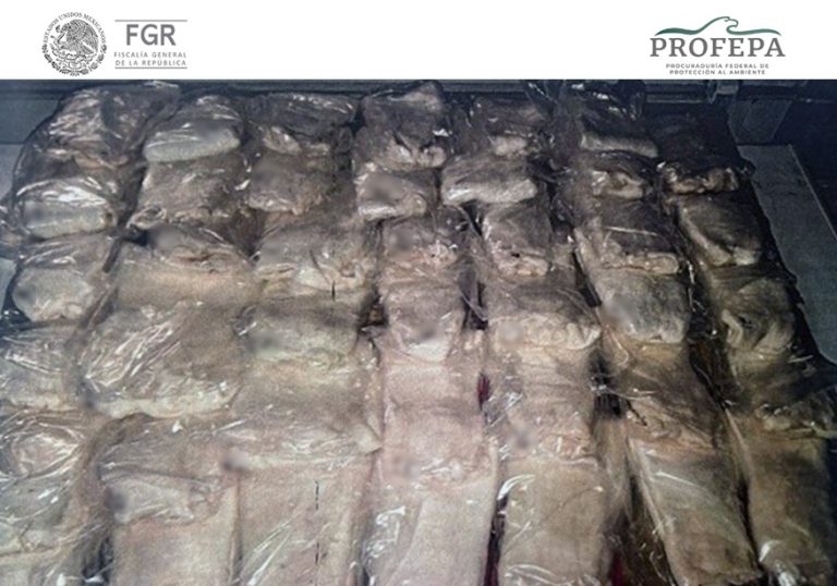 Condenan a cuatro años de prisión y reparación de 19 millones por tráfico de totoaba